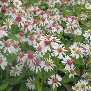 Aster lateriflorus Chloe - Herfstaster