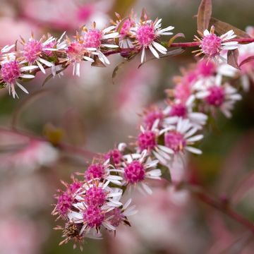 Aster lateriflorus Lady In Black - Herfstaster