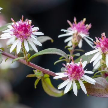 Aster lateriflorus Prince - Herfstaster