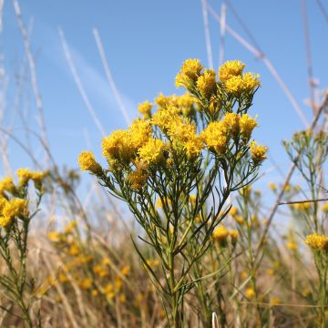 Aster linosyris - Kalkaster