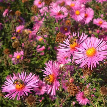 Aster novae-angliae Andenken an Paul Gerber - Nieuw-Engelse aster