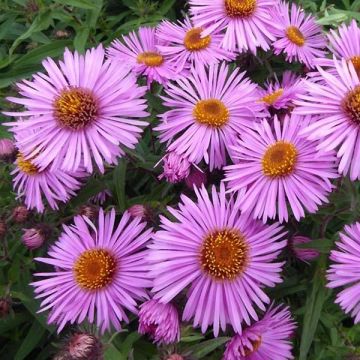 Aster novae-angliae Barrs Pink - Nieuw-Engelse aster
