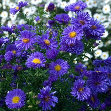 Aster novi-belgii Eventide - Nieuw-Nederlandse aster