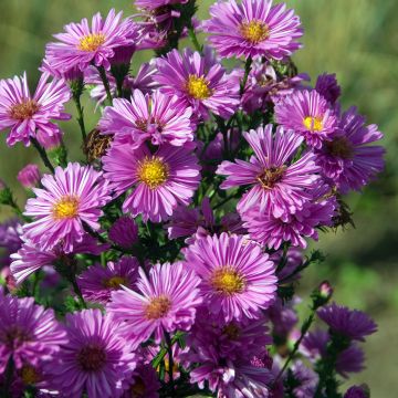 Aster novi-belgii Patricia Ballard - Nieuw-Nederlandse aster