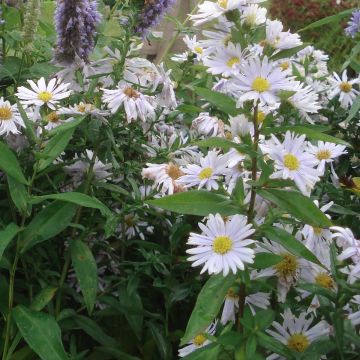 Aster novi-belgii Porzellan - Nieuw-Nederlandse aster