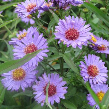 Aster novi-belgii Reitlingstal - Nieuw-Nederlandse aster