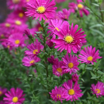 Aster novi-belgii Winston S. Churchill - Nieuw-Nederlandse aster