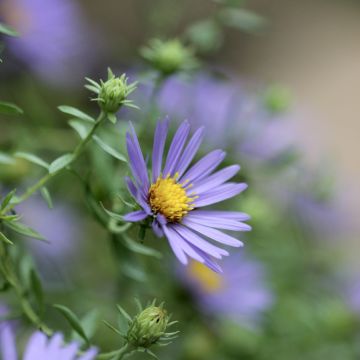 Aster oblongifolium October Skies - Aromatische aster