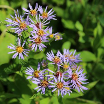 Aster puniceus - Herfstaster
