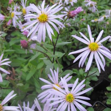 Aster pyrenaeus Lutetia - Herfstaster