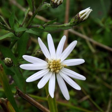 Aster schreberi - Schreberaster