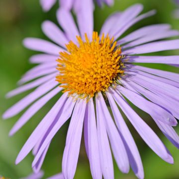 Aster stracheyi - Herfstaster