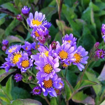Aster tataricus Jindai - Siberische herfstaster