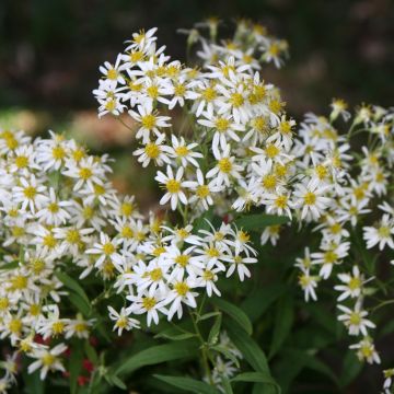 Aster umbellatus Weisser Schirm - Herfstaster
