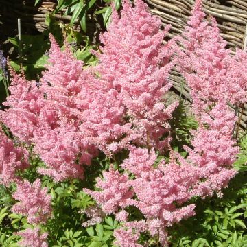 Astilbe Amerika - Pluimspirea