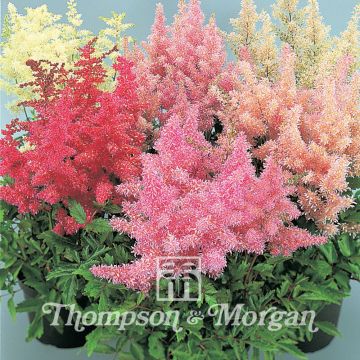 Astilbe arendsii Showstar (zaad) - Pluimspirea