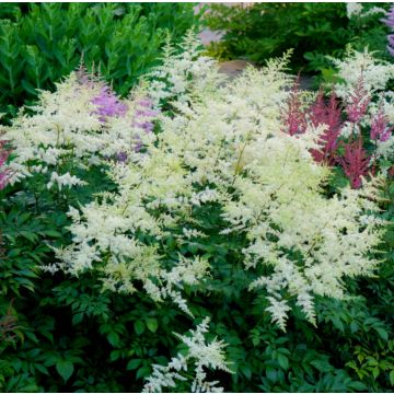 Astilbe Avalanche - Pluimspirea