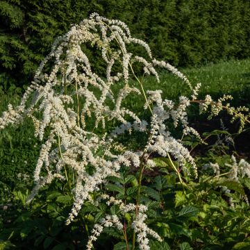 Astilbe thunbergii Professor van der Wielen - Pluimspirea