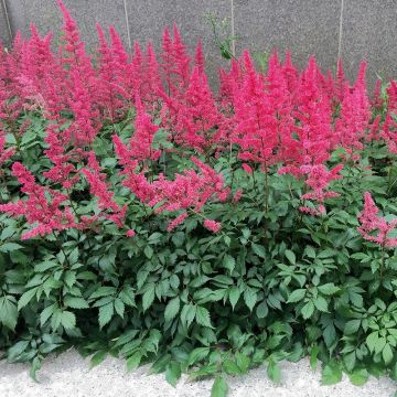 Astilbe Vision in Red - Pluimspirea