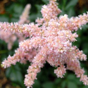Astilbe arendsii Bressingham Beauty - Pluimspirea