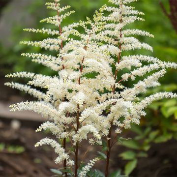 Astilbe arendsii Cappuccino - Pluimspirea