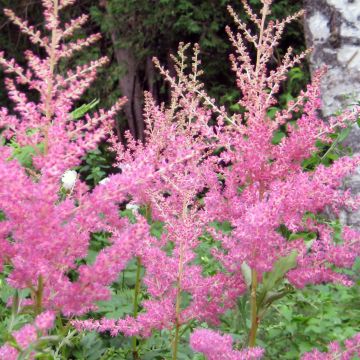 Astilbe arendsii Cattleya - Pluimspirea
