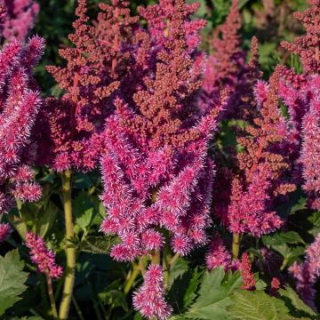 Astilbe chinensis Visions - Pluimspirea