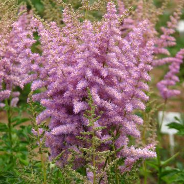 Astilbe chinensis var. davidii - Pluimspirea