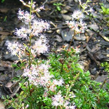 Astilbe glaberrima ssp. saxosa - Pluimspirea