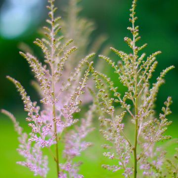 Astilbe rivularis var myriantha - Pluimspirea
