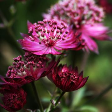 Astrantia major Burgundy Manor - Zeeuws knoopje