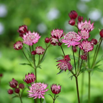 Astrantia major Claret - Zeeuws knoopje