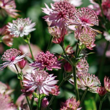 Astrantia major Roma - Zeeuws knoopje