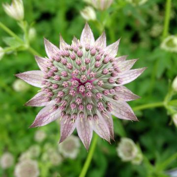 Astrantia major Florence - Zeeuws knoopje