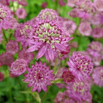 Astrantia major Star of Passion - Zeeuws knoopje
