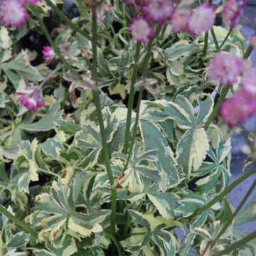 Astrantia major Star of Magic - Zeeuws knoopje