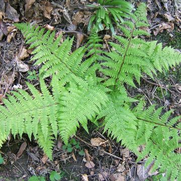 Athyrium filix-femina - Wijfjesvaren