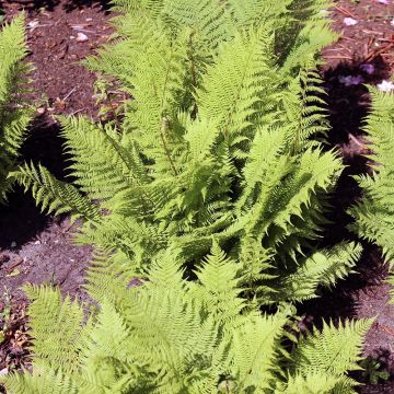 Athyrium filix-femina Rotstiel - Wijfjesvaren