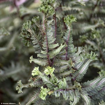 Athyrium niponicum Crested Surf - Japanse regenboogvaren