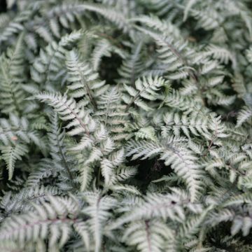 Athyrium niponicum Pewter Lace - Japanse regenboogvaren