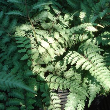 Athyrium niponicum Ursulas red - Japanse regenboogvaren