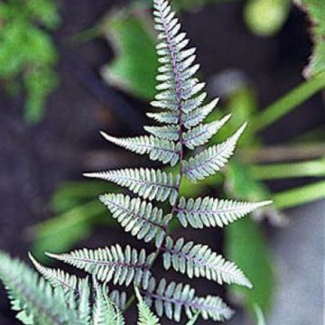 Athyrium niponicum var. pictum Metallicum - Japanse regenboogvaren
