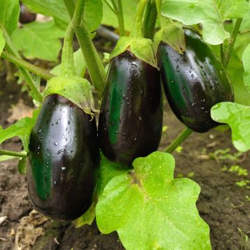 Aubergine Bonica F1