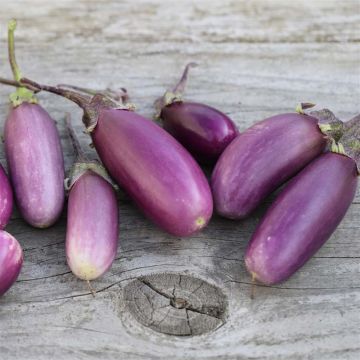 Aubergine Pusa Purple Cluster - Ferme de Sainte Marthe