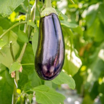 Aubergine Sultane (jonge planten in pot - geënt)