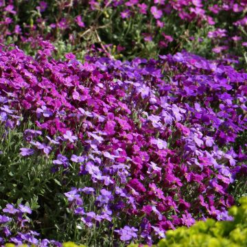 Blauwkussen Cascade Mix (zaad) - Aubrieta cultorum