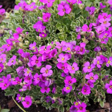 Blauwkussen Swan Red - Aubrieta