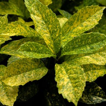 Aucuba japonica Golden King - Broodboom