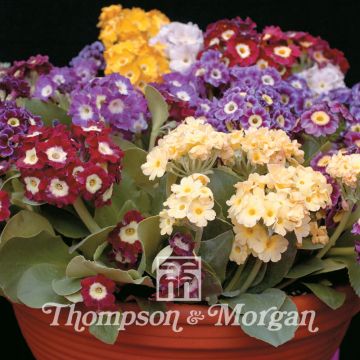 Primula auricula Viennese Waltz (zaad) - Aurikel