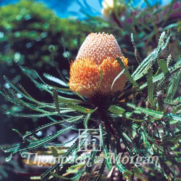 Banksia hookeriana (zaad) - Banksia hookeriana